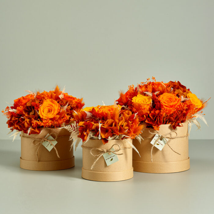 CAP STABI FAMILY GA.jpg